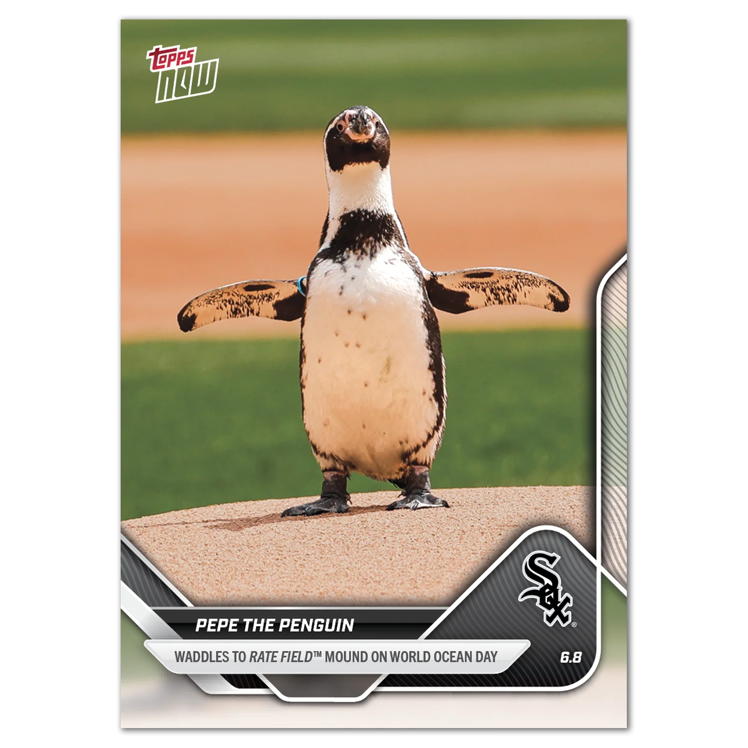 2025 Topps Now #276 Pepe The Penguin