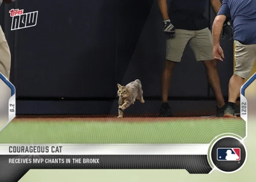 Animals & Oddball Items #2021-608 Courageous Cat