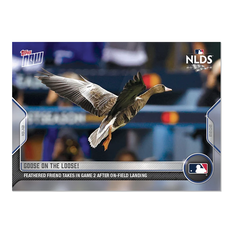 Animals & Oddball Items #2022-1066 Goose on the Loose!