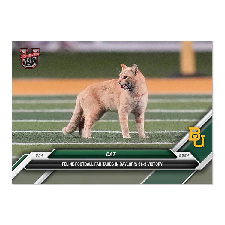 Animals & Oddball Items #2024-BU-14 Cat