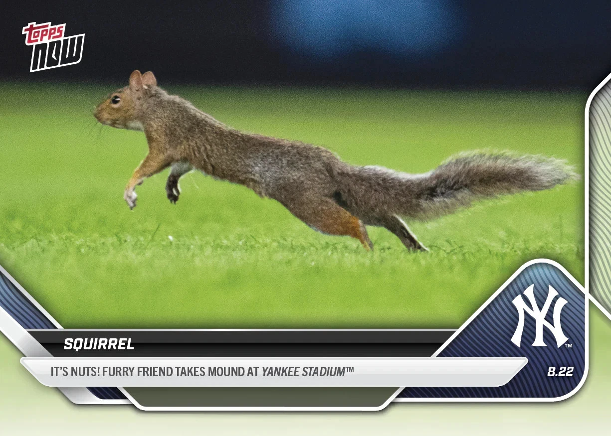 Animals & Oddball Items #2025-596 Squirrel